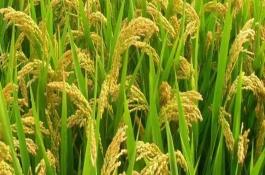 DM优6188水稻栽培技术要点，籼型三系杂交水稻品种