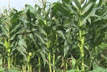 种植玉米为什么要打三次药，饱满有肉的玉米种子