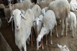 养殖肉羊的风险，要做好羊舍和牧场的清洁工作