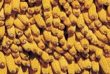 DK817玉米栽培技术要点，出苗至成熟147天