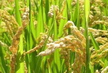 隆两优4118水稻栽培技术要点，全生育期为139.8天