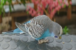 鹦鹉雌雄怎么分辨，常见的有虎皮鹦鹉、亚历山大鹦鹉等