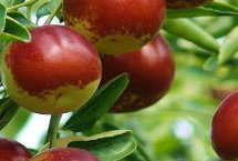 沾化区简介，大部分人都会想到沾化冬枣