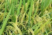 浙粳优1734水稻栽培技术要点，全生育期152.0天