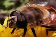 蜜蜂越冬的注意事项，一要温度适宜二要饲料充足