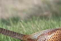 禽类都是卵生动物吗，包含家禽和飞禽