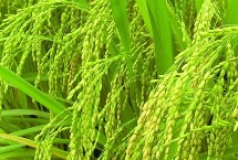 好香优金星丝苗水稻栽培技术要点，感温籼型三系杂交水稻品种