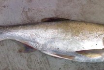 鲢鱼的主要价值，鲢鱼是滤食性鱼类、鲶鱼是捕食性鱼类