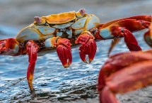 螃蟹有几条腿，大多是横着走路