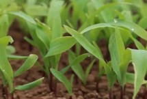 鲁星672玉米栽培技术要点，适宜密度为每亩5000株左右