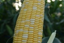 陕科6号玉米栽培技术要点，种植密度4000株/亩