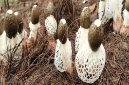 竹荪怎么保存，集中每年的6月份左右