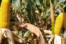 恒泰666玉米栽培技术要点，生育期春季平均107天