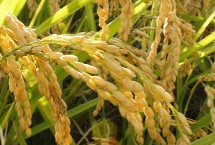 鑫隆优3号水稻栽培技术要点，全生育期132.8天