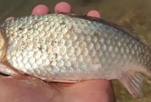 钓鲫鱼是否要打窝，取决于垂钓方式