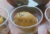 种植土豆要注意什么，先将土豆进行一定的处理催化