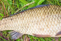 钓鱼用的散炮饵料是什么，具有很干很散的特征