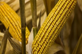 瑞得7号玉米栽培技术要点，中抗大斑病1-5级