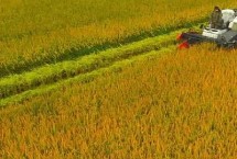 夏秋季节的农事有哪些，及时收获成熟作物