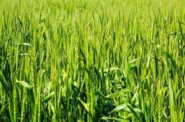 龙麦8267小麦品种基本信息,龙麦8267小麦种子简介