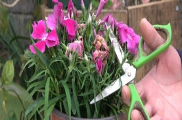 石竹花谢了怎么处理，刚种下就要立刻进行修剪