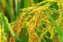 泰优305水稻栽培技术要点，该品种株型紧凑