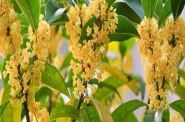 桂花树常见分类和品种，有金黄色、黄白色、橙红色和白色