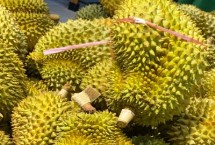 什么品种的榴莲好吃，主要分布在东南亚地区