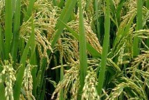 天农5水稻栽培技术要点，普通粳稻品种