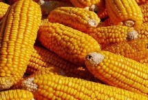 吉海育989玉米栽培技术要点，中抗茎腐病