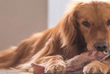 饲养金毛犬的注意事项，首先应该注重质量