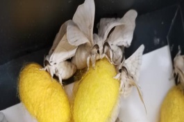 蛾子长什么样子，不用可以的去饲养它