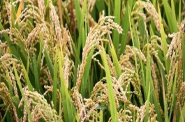 宁粳43号水稻栽培技术要点，催芽播种