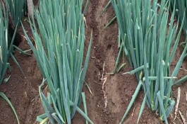 大葱为什么不怕冻呢，可在春季、夏季和秋季种植