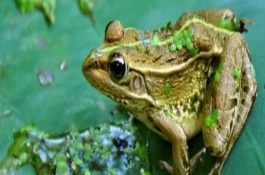 青蛙可以活多久，广泛分布于中国、日本、韩国等地