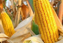 鑫希望678玉米栽培技术要点，适宜密度为4500株/亩左右