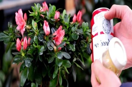 浇花用啤酒好不好，可增加养分并促进光合作用