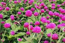 千日红的形态特征，每天要提供不少于4小时的直射光