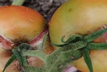 秋茬番茄病害种类和防治方法，容易发生早疫病、叶霉病、灰霉病等病害