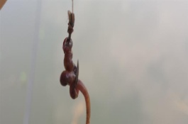 钓鲤鱼怎么挂蚯蚓，常见以下3种方法