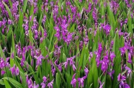 白芨一亩要多少种苗，整地施肥、撒施杀虫剂之后再播种