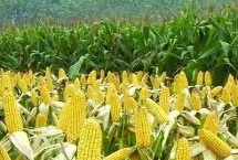 亿嘉679玉米栽培技术要点，夏播适宜在5月底前播种