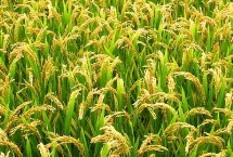 昌两优丝占水稻栽培技术要点，5月中下旬播种