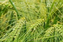 百农607小麦栽培技术要点，与对照品种周麦18熟期相当