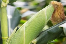 友玉159玉米栽培技术要点，中抗大斑病
