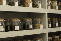 冬季储存种子的条件，要定期检测发芽率和检查病虫害