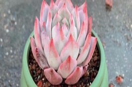 粉蓝鸟简介，春秋两季要每2-3天浇一次水