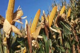 登海3463玉米品种简介，高抗大斑病