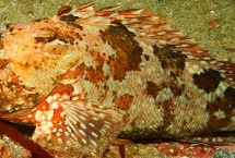 红biubiu鱼的繁殖方式，学名叫做“褐菖鲉”