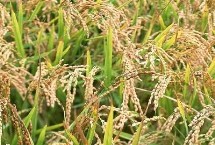 裕优083水稻栽培技术要点，晚造全生育期113～114天